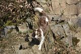 BORDER COLLIE 840